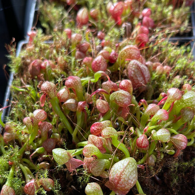 Darlingtonia californica  “ Phil’s Robust” x “Scottish “ - (Young Adults)