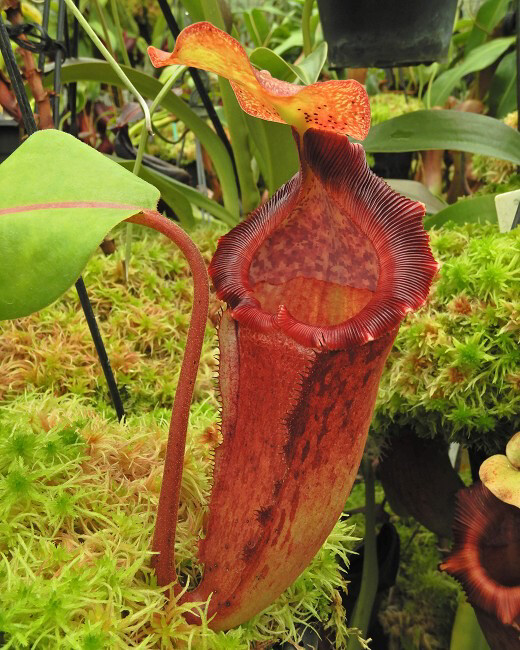 Nepenthes maxima x (lowii x macrophylla) BE- 3709