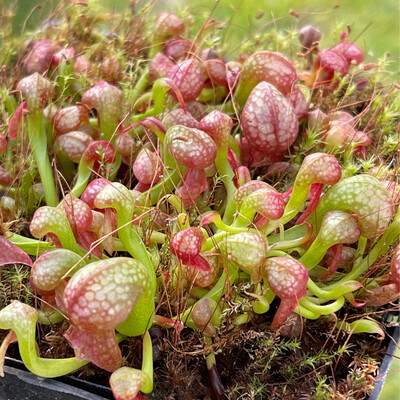 Darlingtonia californica  “ Phil’s Robust” x “Scottish “ - (Young Adults)
