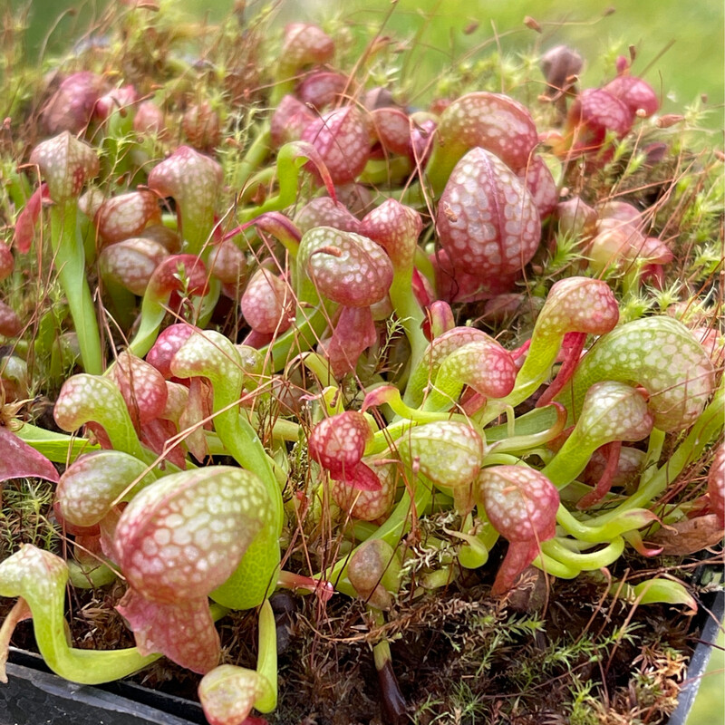 Darlingtonia californica “ Phil’s Robust” x “Scottish “ - (Young Adults)