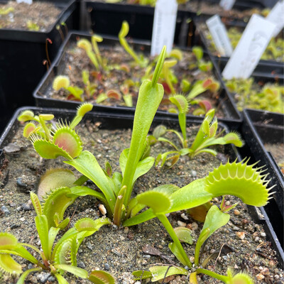 Dionaea muscipula &#39;&#39;BCP Clone #03-01’’ (small)