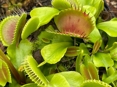 Dionaea muscipula ''BCP Z-11 Titanic’’ Amazing Giant Clone! (small)