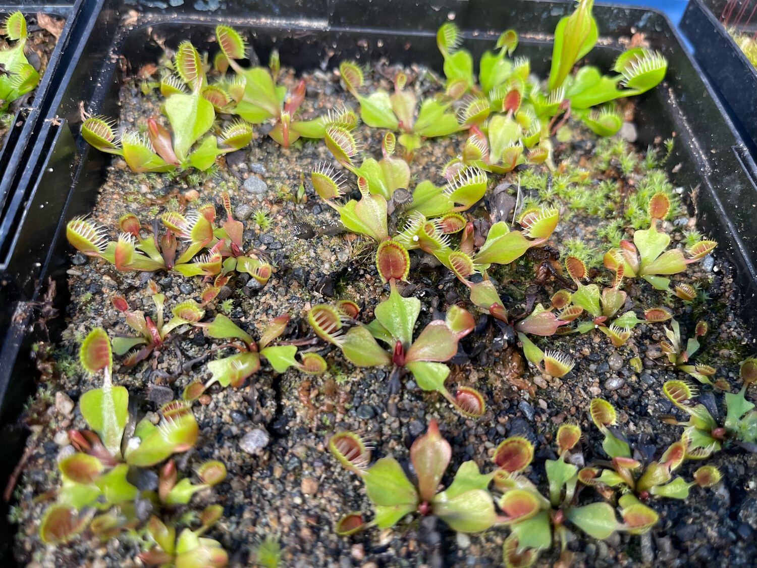 Dionaea muscipula ‘Cup Trap’ Venus Flytrap