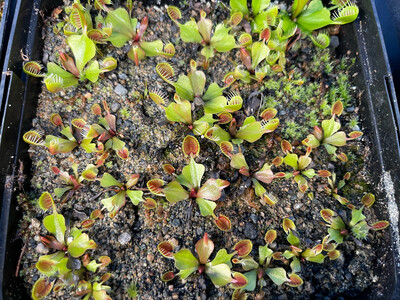 Dionaea muscipula ‘Cup Trap’ Venus Flytrap