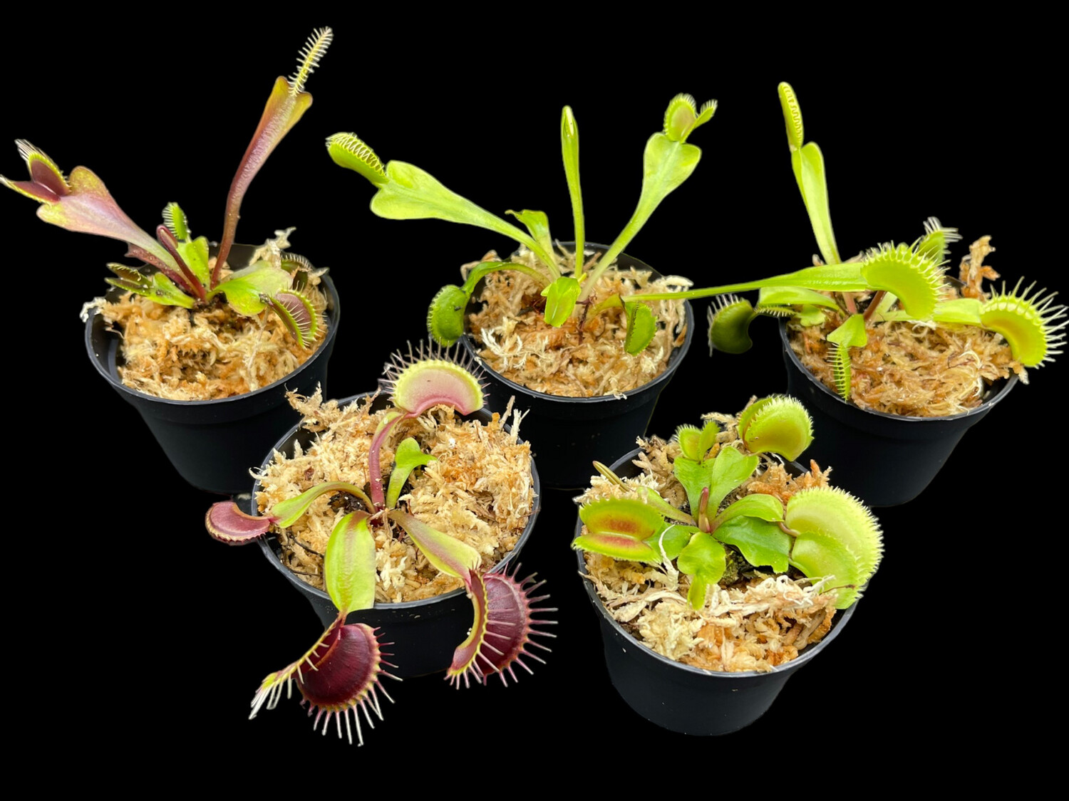 Venus Flytraps Lovers Start Kit