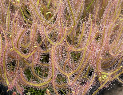 24 Wholesale Drosera binata Sundew Bulk Lot