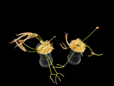 48 Wholesale Drosera binata Sundew Bulk Lot
