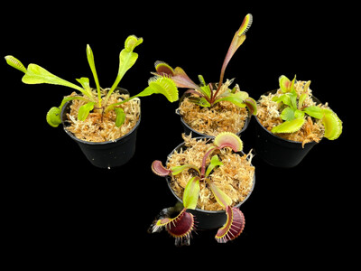 Venus Flytraps Lovers Starter Kit