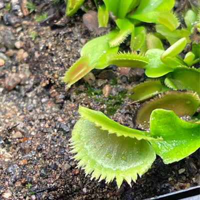 Dionaea muscipula  ‘Bristle Tooth’ (small)