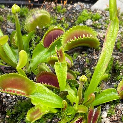Dionaea muscipula &#39;Vitiligo’ (small)