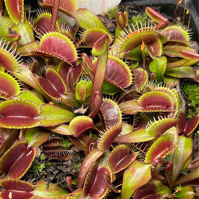 Dionaea muscipula  ‘Claytons Volcanic Red’ Venus Flytrap (small)