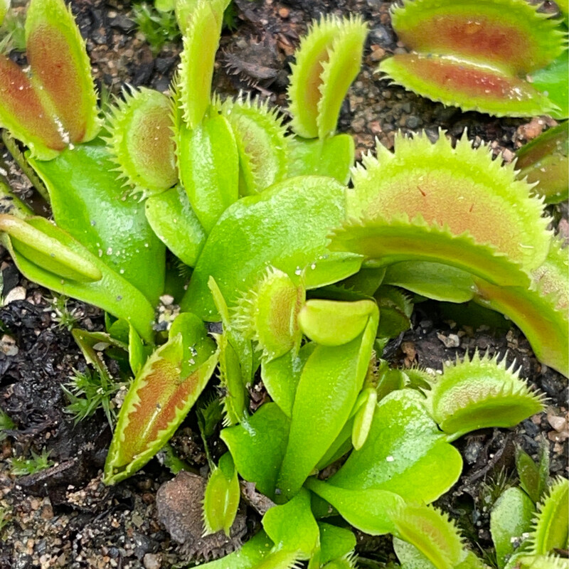 Dionaea muscipula ‘Bristle Tooth’ (small)