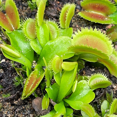 Dionaea muscipula  ‘Bristle Tooth’ (small)