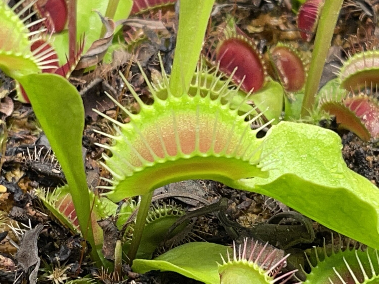 Dionaea muscipula ‘Bimbo’ Venus Flytrap (small)