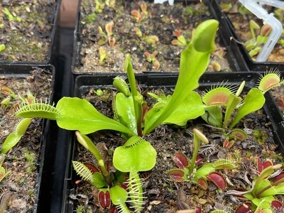 Dionaea muscipula ‘Bimbo’ Venus Flytrap (small)