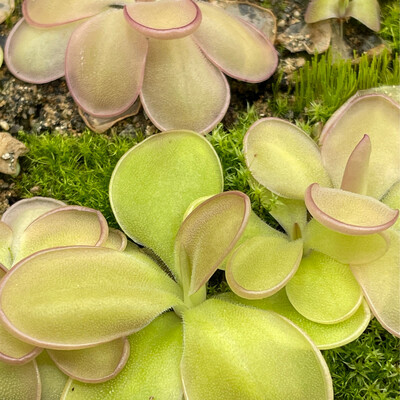 Pinguicula ‘Ali Rose’