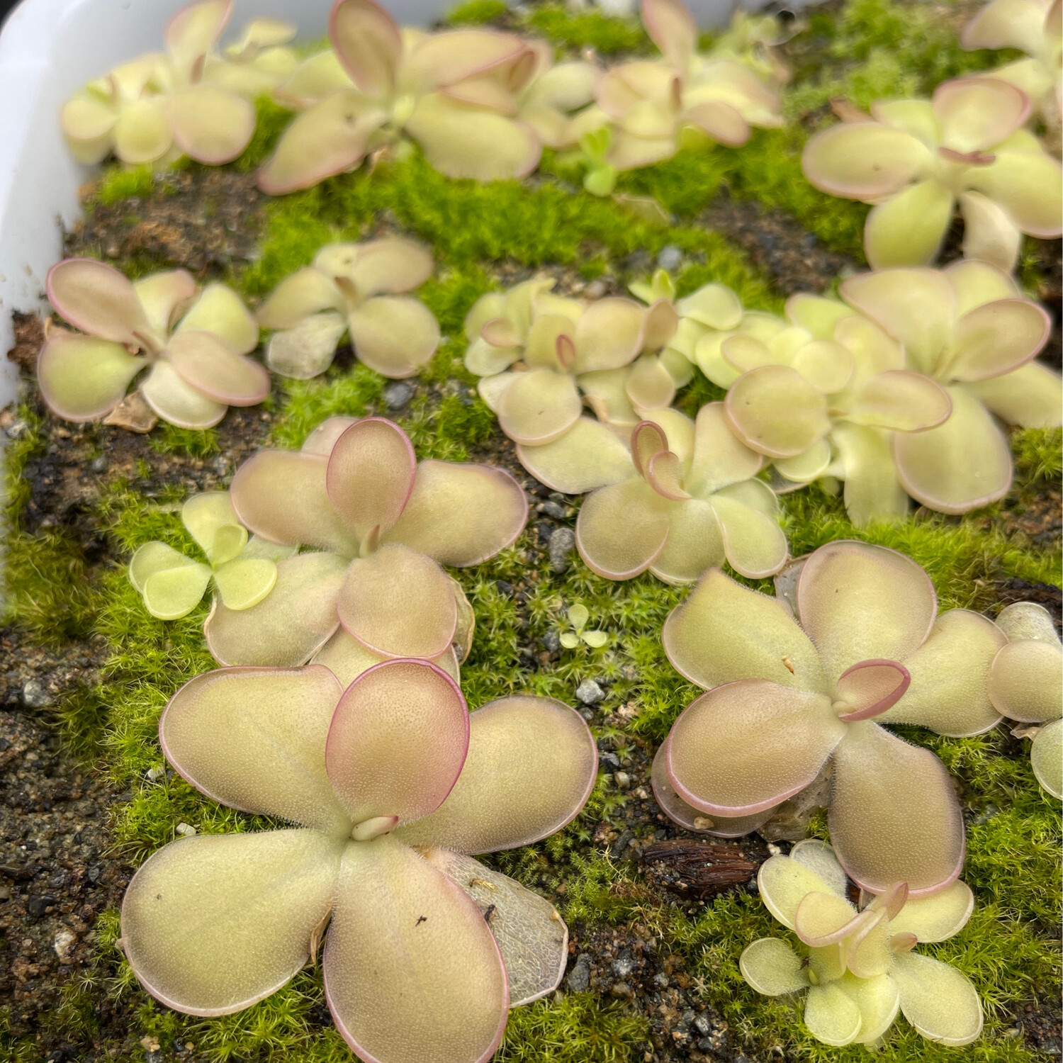 Pinguicula ‘Ali Rose’
