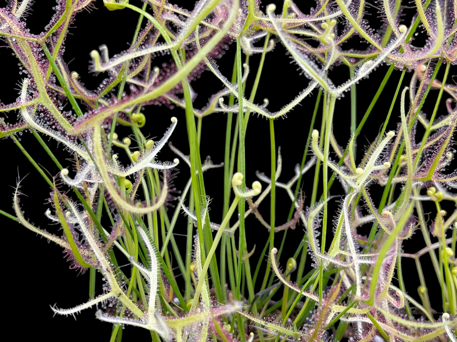 Drosera binata Cv. ‘Ghost’
