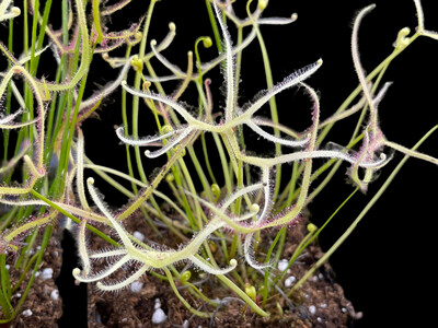 Drosera binata Cv. ‘Ghost’
