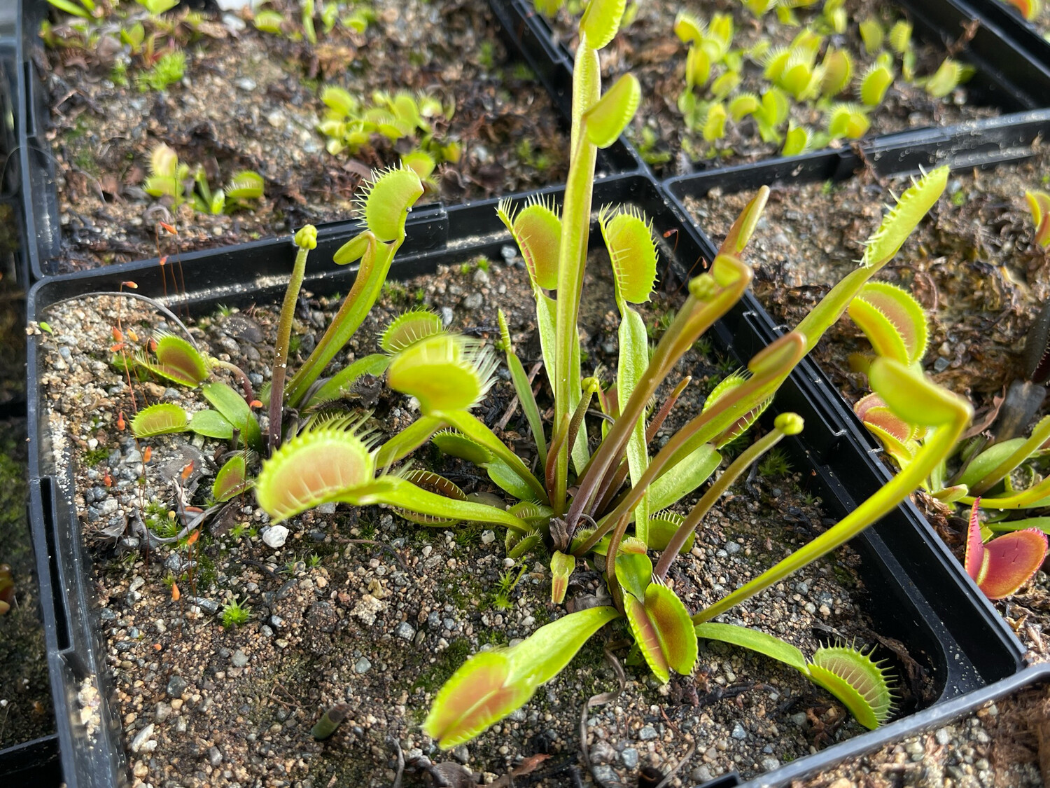 Dionaea muscipula  “Swiss Giant” Venus Flytrap (small)