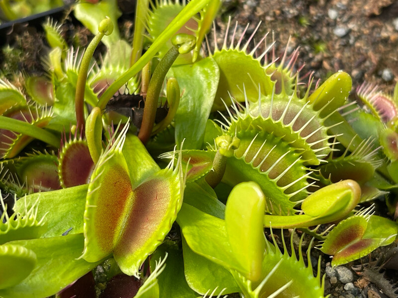 Dionaea muscipula “GJ Titanium” Venus Flytrap (small)