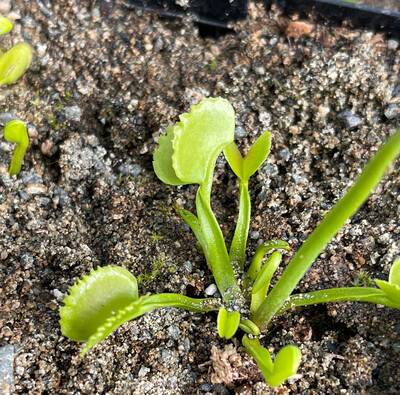 Dionaea muscipula  “GJ Basmati” Venus Flytrap (small)