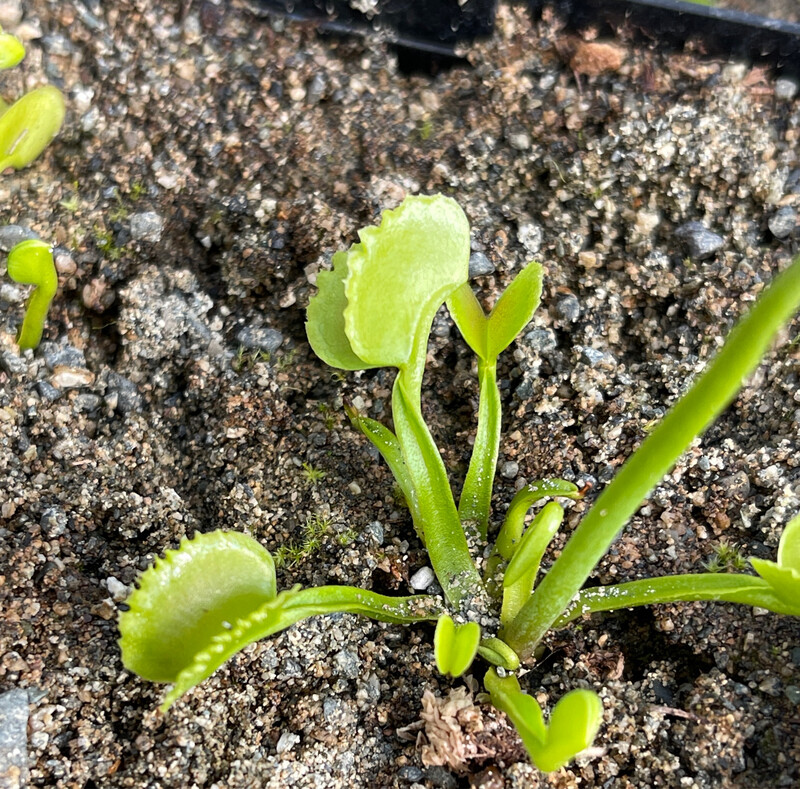 Dionaea muscipula “GJ Basmati” Venus Flytrap (small)