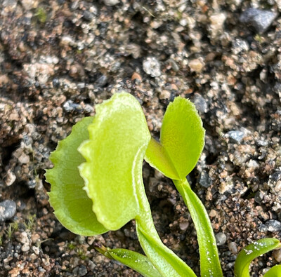 Dionaea muscipula  “GJ Basmati” Venus Flytrap (small)