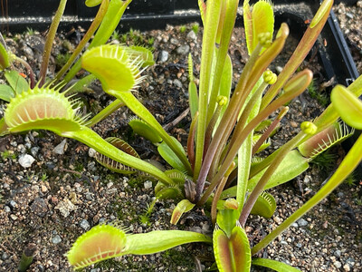 Dionaea muscipula  “Swiss Giant” Venus Flytrap (small)