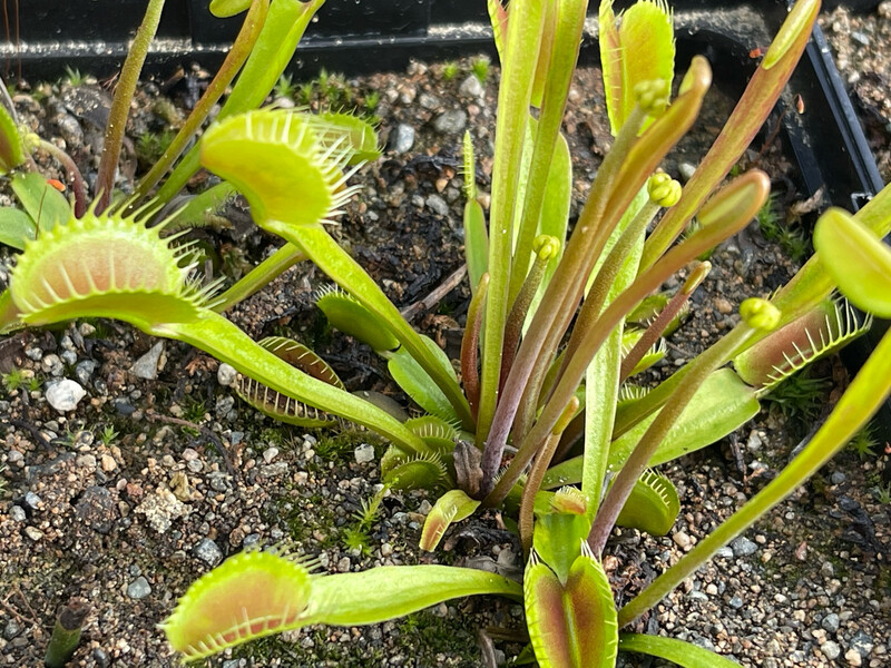 Dionaea muscipula “Swiss Giant” Venus Flytrap (small)