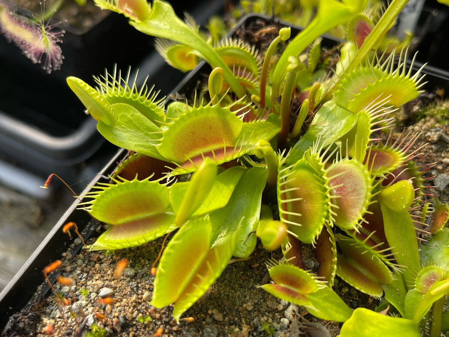 Dionaea muscipula “GJ Titanium” Venus Flytrap (small)