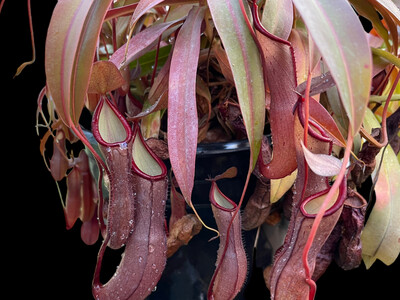 Nepenthes Rebecca Soper 