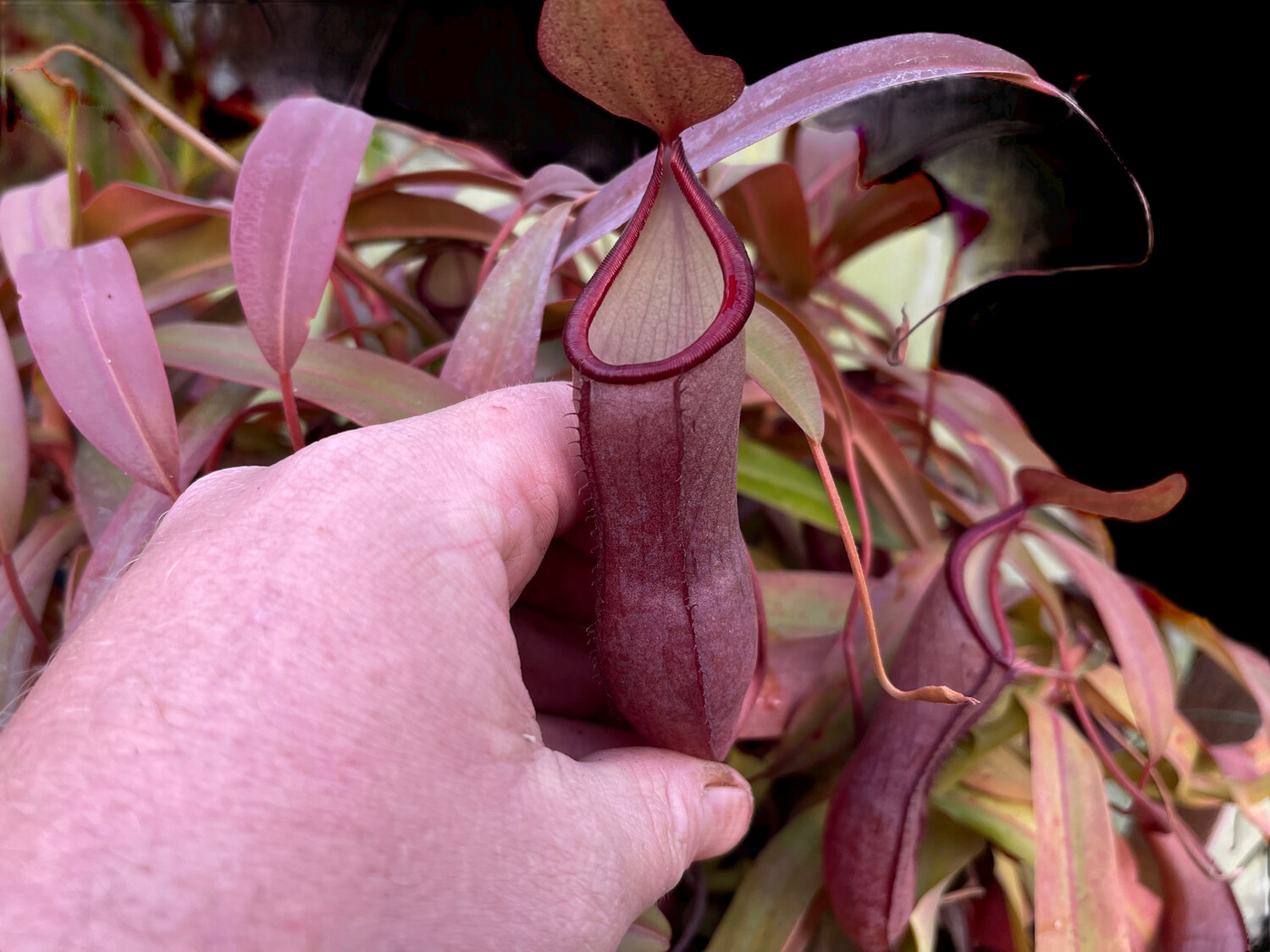 Nepenthes Rebecca Soper 