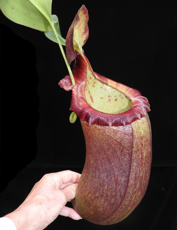 Nepenthes robcantleyi x (sibuyanensis x ventricosa) BE-3748 Large! MEGA SALE! 