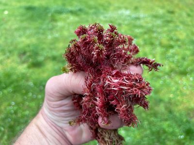 Live Red Sphagnum rubellum / capillifolium Moss mix