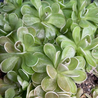 Pinguicula ehlersiae - Ixmiquilpan, Hidalgo, Mex.  (Medium)