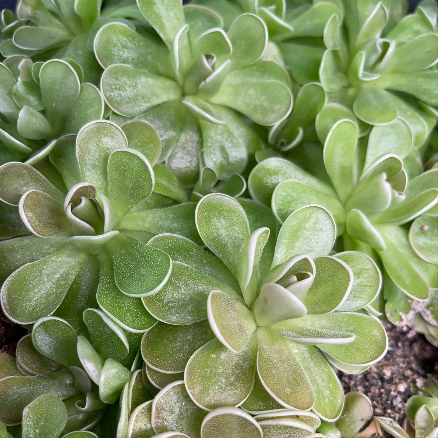 Pinguicula ehlersiae - Ixmiquilpan, Hidalgo, Mex.  (Medium)