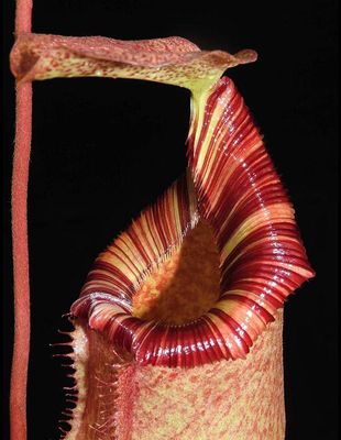 Nepenthes sibuyanensis  x (veitchii x lowii)