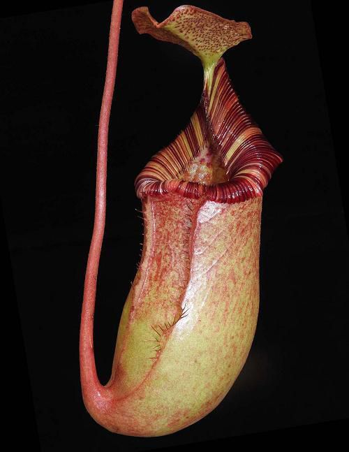 Nepenthes sibuyanensis  x (veitchii x lowii)