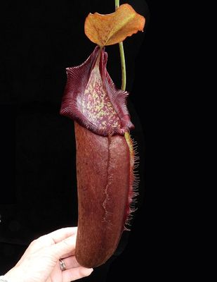 Nepenthes densiflora x robcantleyi  &quot; King Of Clubs&quot;