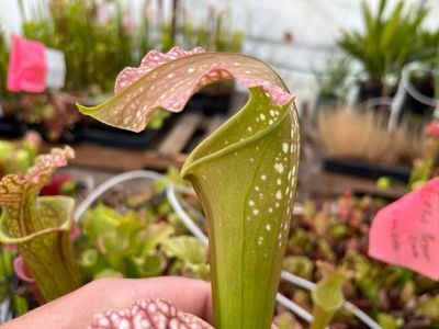 Sarracenia Excellens