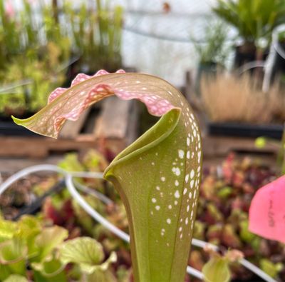 Sarracenia Excellens