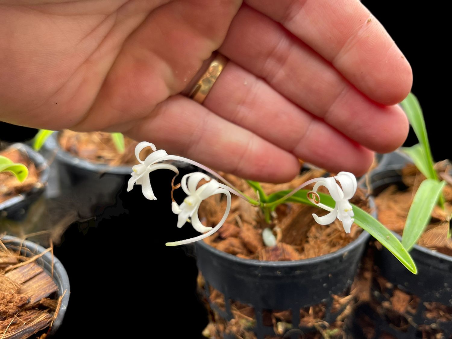 Neofinetia (Vanda) falcata Orchid