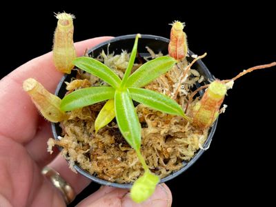 Nepenthes nigra BGH Seed Grown (Small) 
