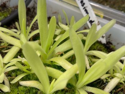 Pinguicula apasionada (Medium)