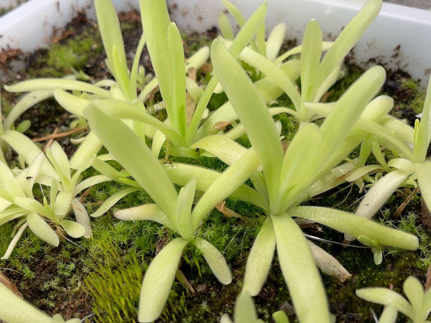 Pinguicula apasionada (Medium)