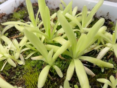 Pinguicula apasionada (Medium)
