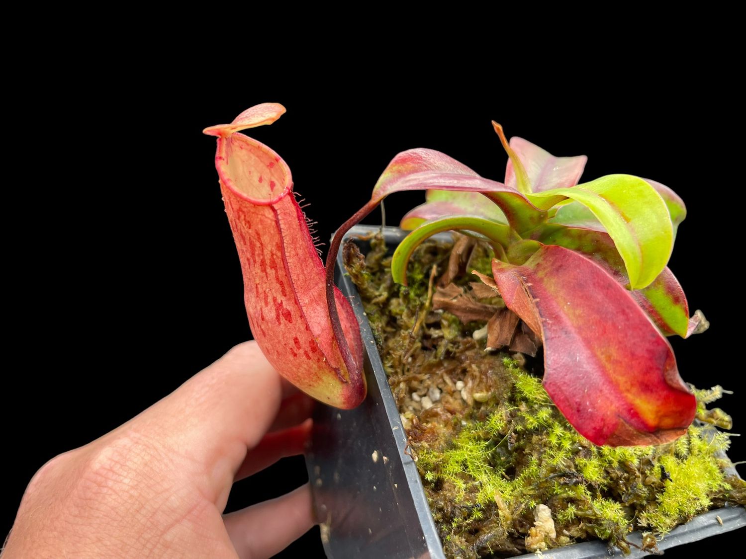 nepenthes-gracilis-red-x-northiana-seed-grown