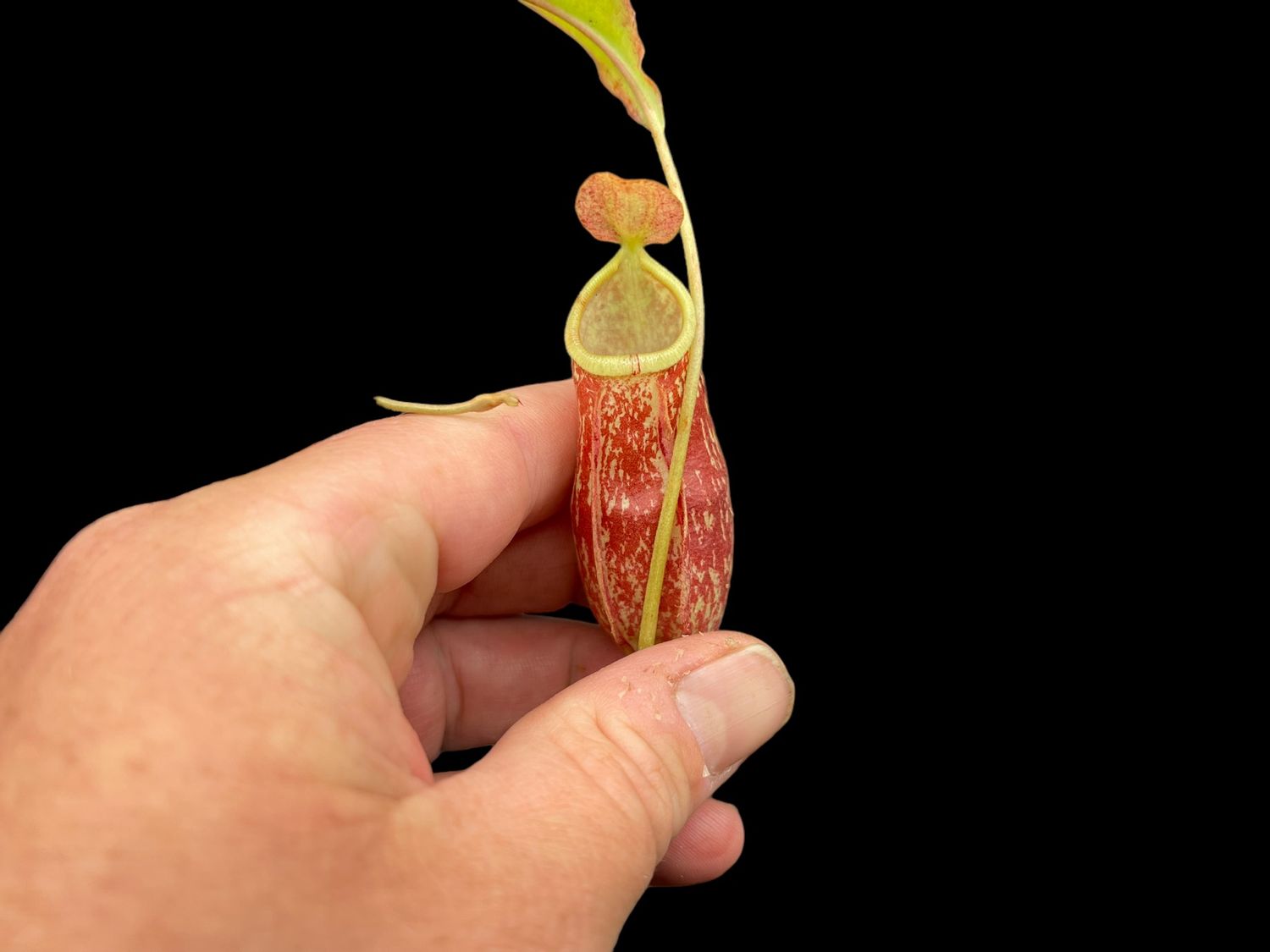 Nepenthes (rafflesiana x mirabilis) x Hookeriana- Nice Size! 