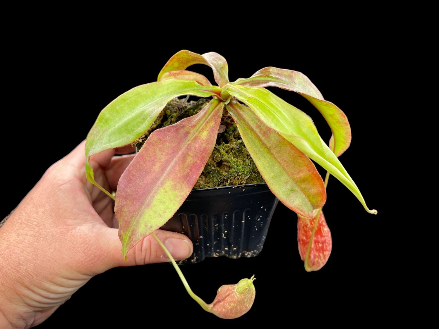 Nepenthes (rafflesiana x mirabilis) x Hookeriana- Nice Size! 